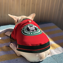 Köpek Sweatshirt Stardogs College Ceket Köpek Kıyafeti Std104