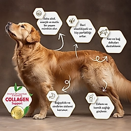 Felicia 3 Kg Kolajenli Kuzulu Az Tahıllı Flexi Size Yavru Köpek Maması HypoAllergenic Köpek Maması